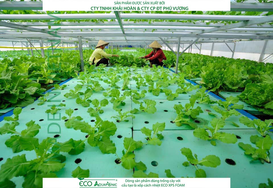 ECO AQUAPONIC - Xốp trồng rau thủy canh