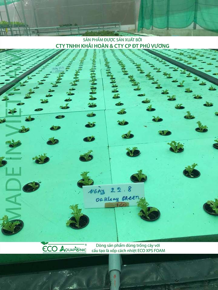 ECO AQUAPONIC - Xốp trồng rau thủy canh