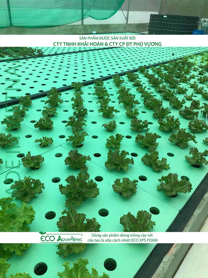 ECO AQUAPONIC - Xốp trồng rau thủy canh