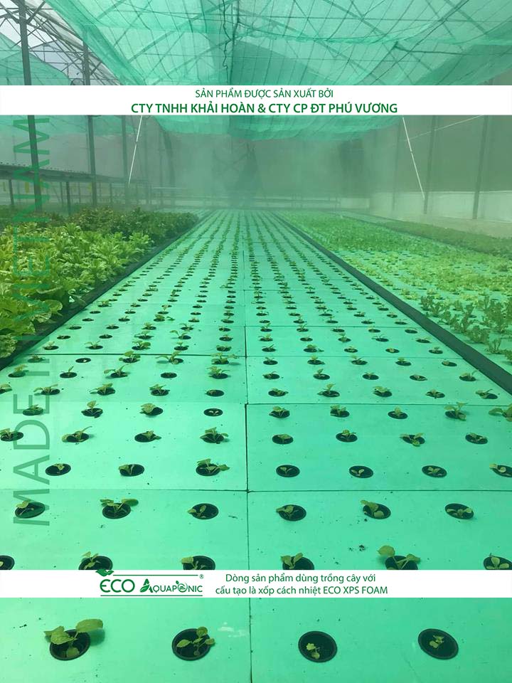 ECO AQUAPONIC - Xốp trồng rau thủy canh