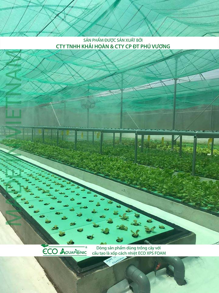 ECO AQUAPONIC - Xốp trồng rau thủy canh