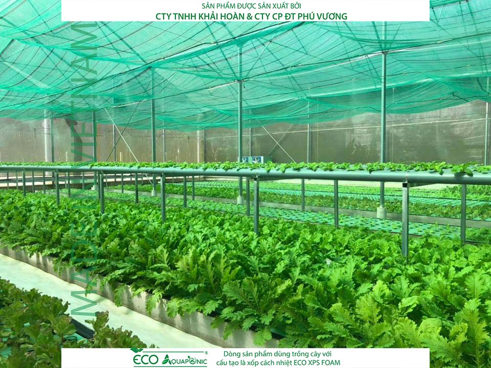 ECO AQUAPONIC - Xốp trồng rau thủy canh