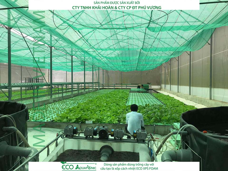 ECO AQUAPONIC - Xốp trồng rau thủy canh