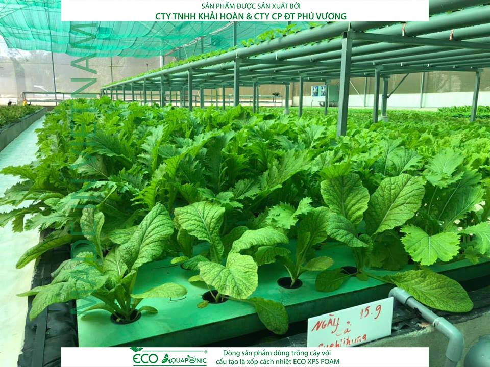 ECO AQUAPONIC - Xốp trồng rau thủy canh