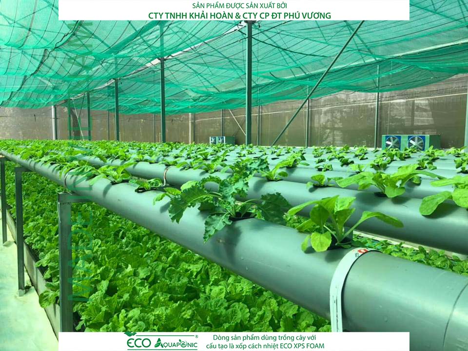 ECO AQUAPONIC - Xốp trồng rau thủy canh