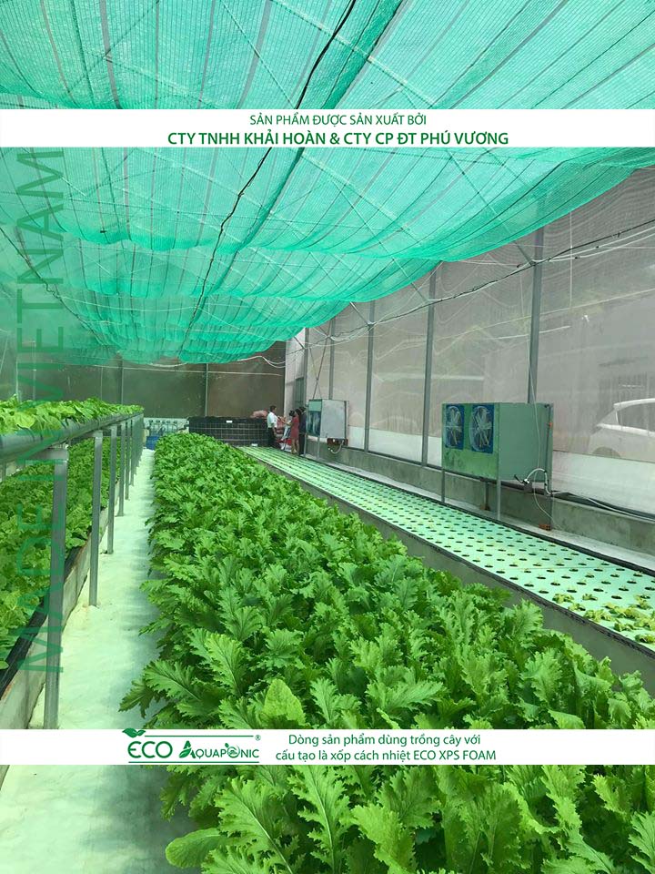 ECO AQUAPONIC - Xốp trồng rau thủy canh