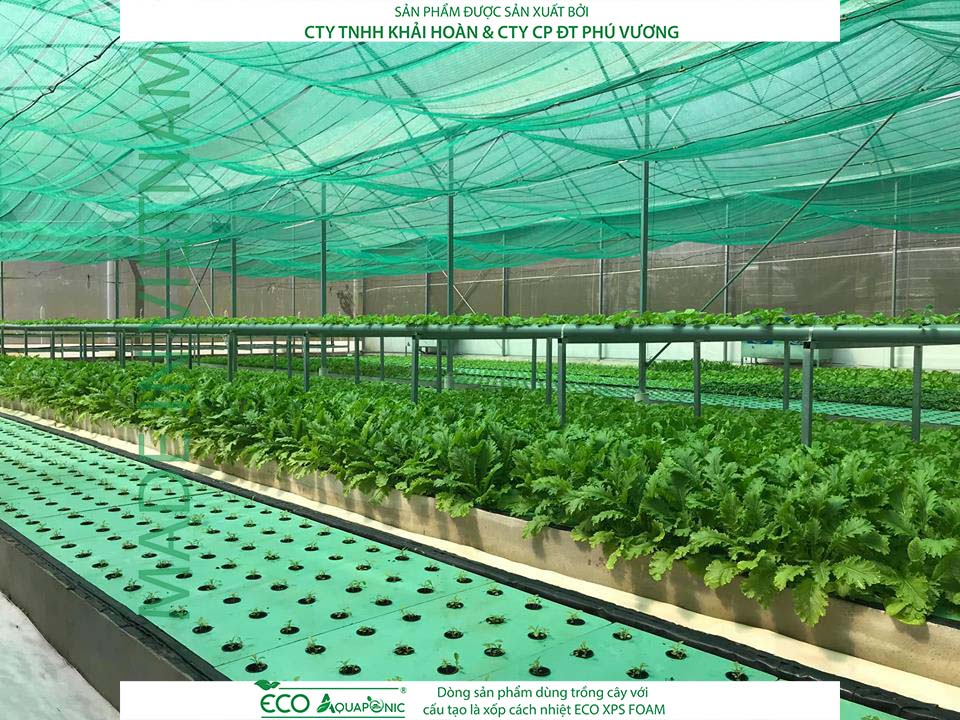 ECO AQUAPONIC - Xốp trồng rau thủy canh