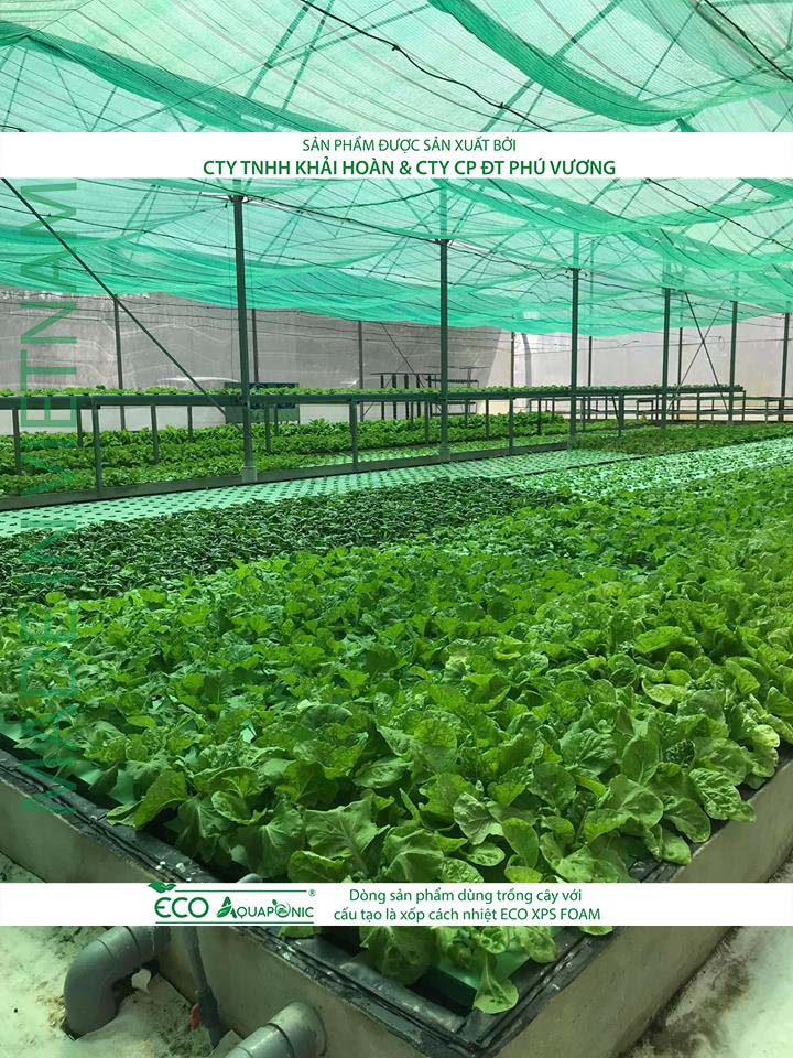 ECO AQUAPONIC - Xốp trồng rau thủy canh