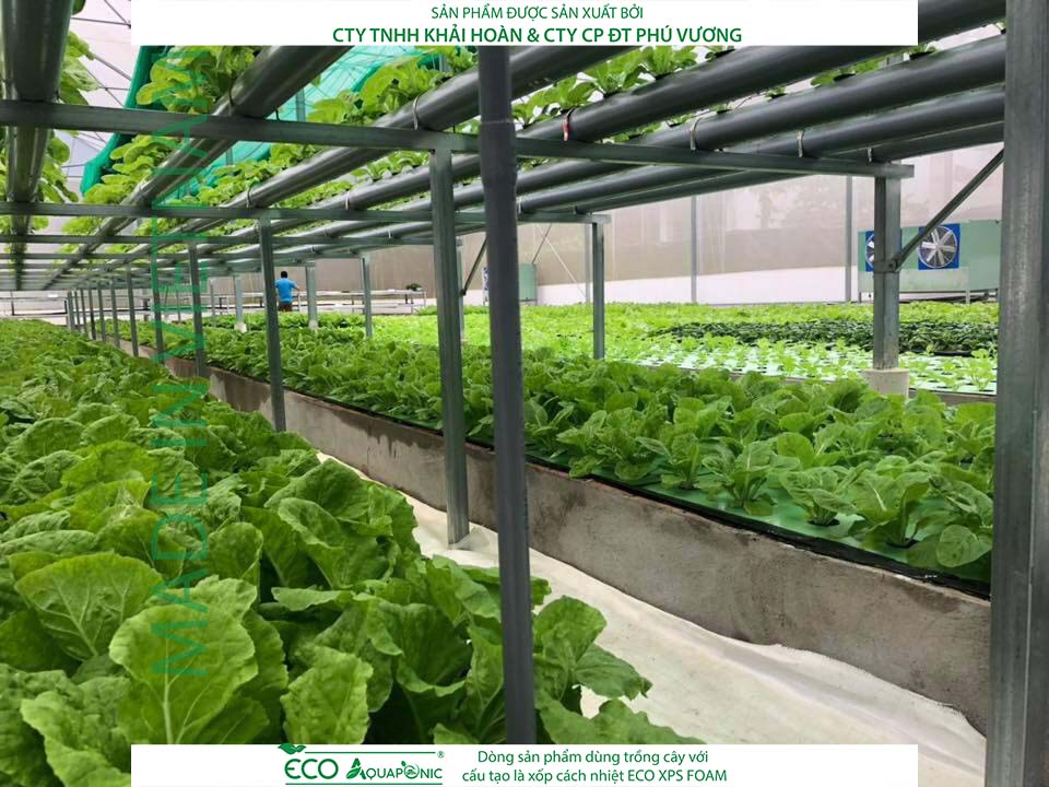 ECO AQUAPONIC - Xốp trồng rau thủy canh