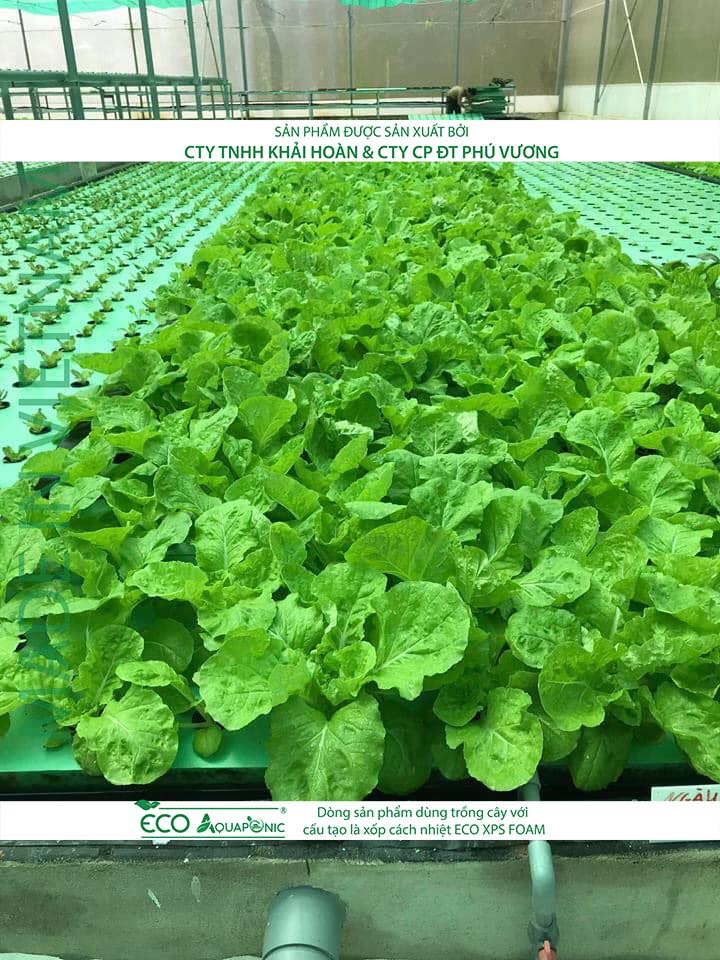 ECO AQUAPONIC - Xốp trồng rau thủy canh