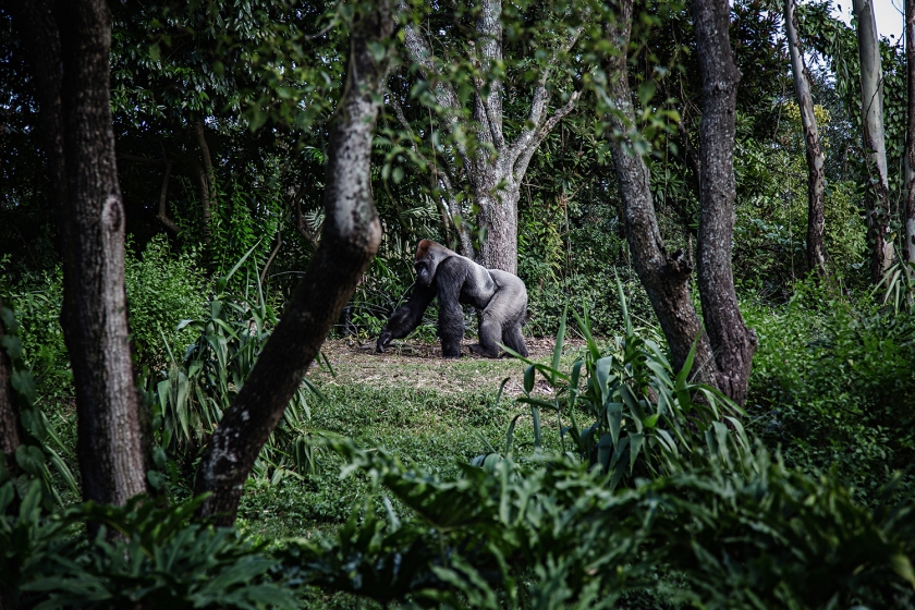 What COVID-19 means for ecotourism
