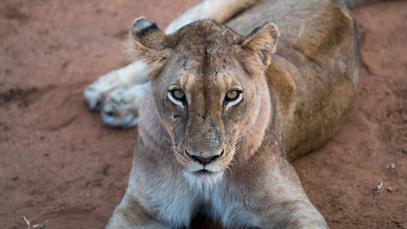 How COVID-19 Threatens to Collapse the Ecotourism Sector