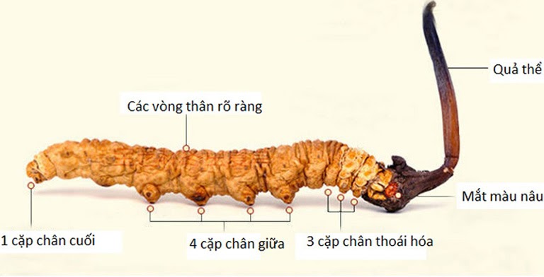 Đông trùng hạ thảo là gì? Công dụng, cách sử dụng