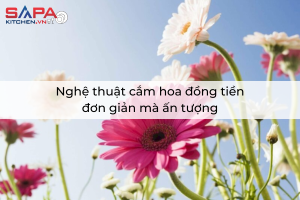 Nghệ thuật cắm hoa đồng tiền đơn giản mà ấn tượng