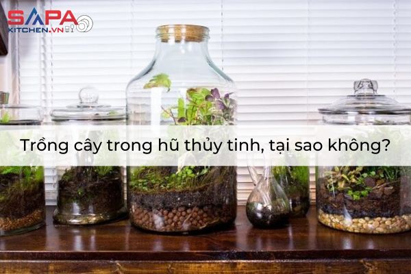 Trồng cây trong hũ thủy tinh, tại sao không?