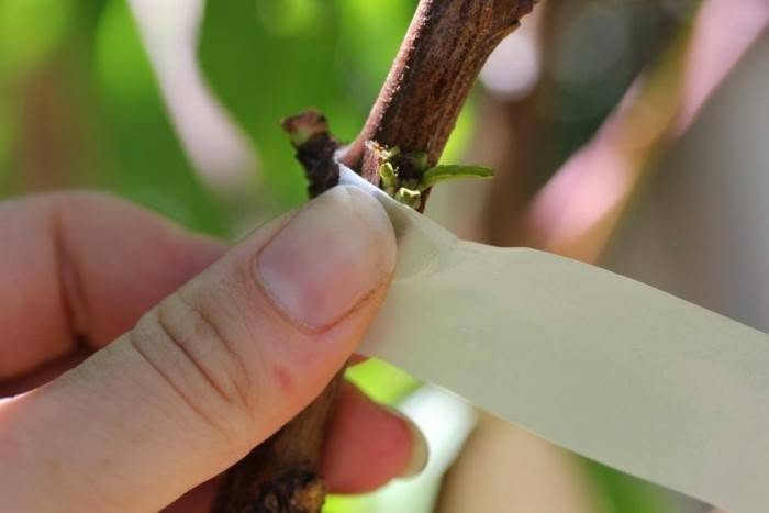 Băng Keo Tự Hủy Buddy Tape Aglis Nhật Bản, Chuyên Dụng Ghép Cây