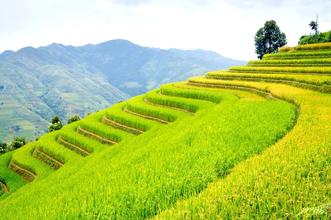 12 DAY FAR NORTH VIENAM ADVENTURE TOURS | SAPA-HA GIANG CAO BANG - HALONG
