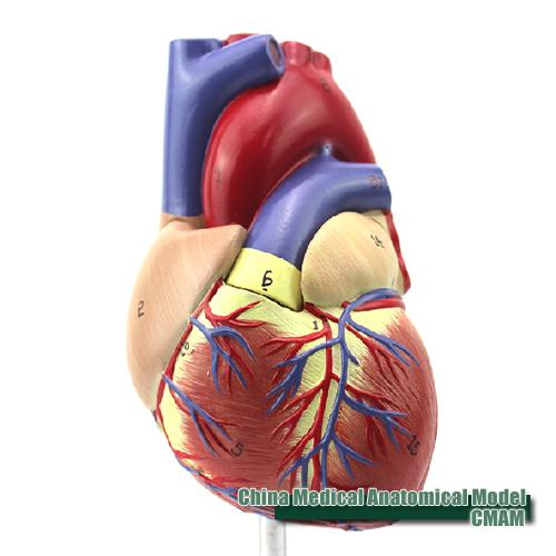 Tổng hợp 85 hình về mô hình sinh học lớp 10  NEC