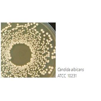 Yeast extract glucose chloramphenicol