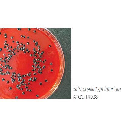 Xylose lysine deoxycholate agar
