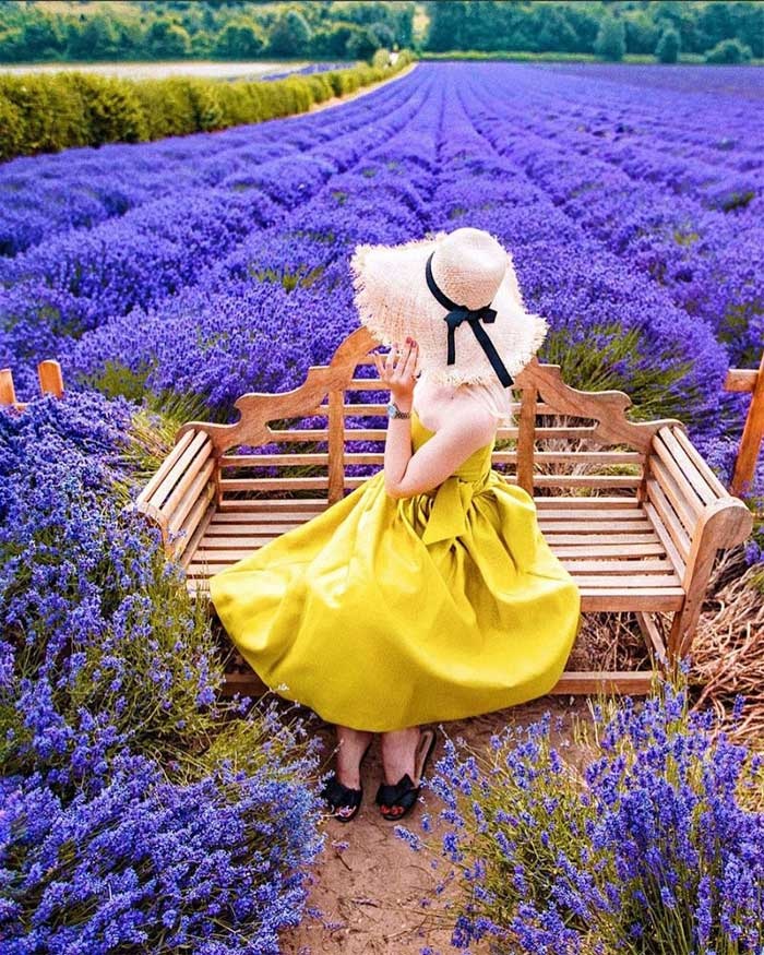 Chẳng cần đến Pháp cũng được ngắm hoa lavender tuyệt đẹp  VOVVN