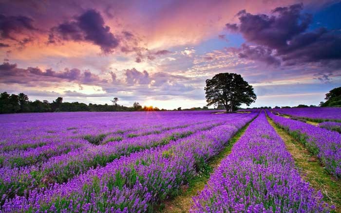 Lavender: Hãy thưởng thức hình ảnh đầy sắc màu của cây oải hương tuyệt đẹp này! Sắc tím nhẹ nhàng và hương thơm dịu ngọt của nó sẽ khiến bạn thư giãn và tận hưởng sự bình yên.