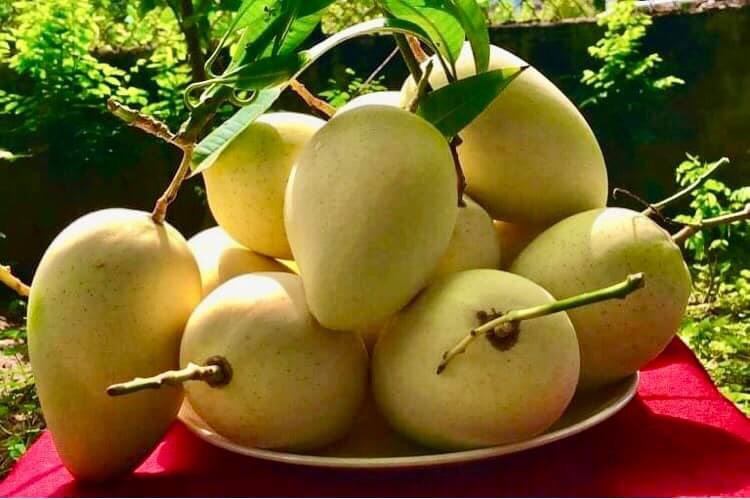 Xoài Cát Chu Hữu Cơ Cao Lãnh chú Hiệp