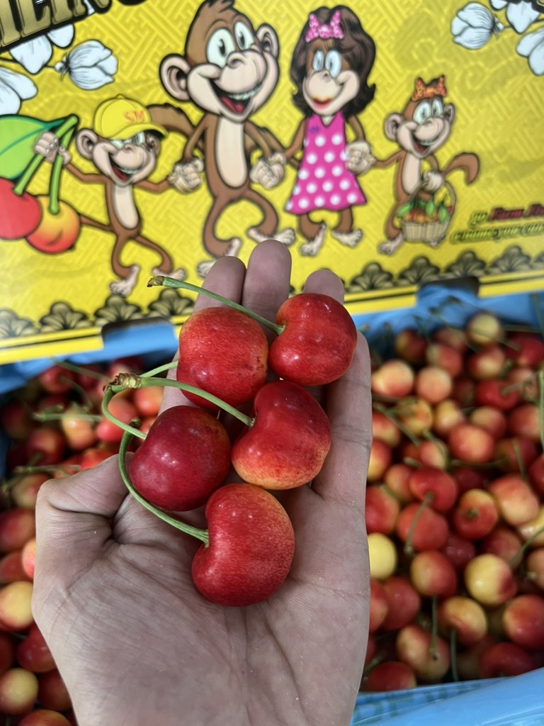 Cherry vàng Mỹ Monkey sz 8.5