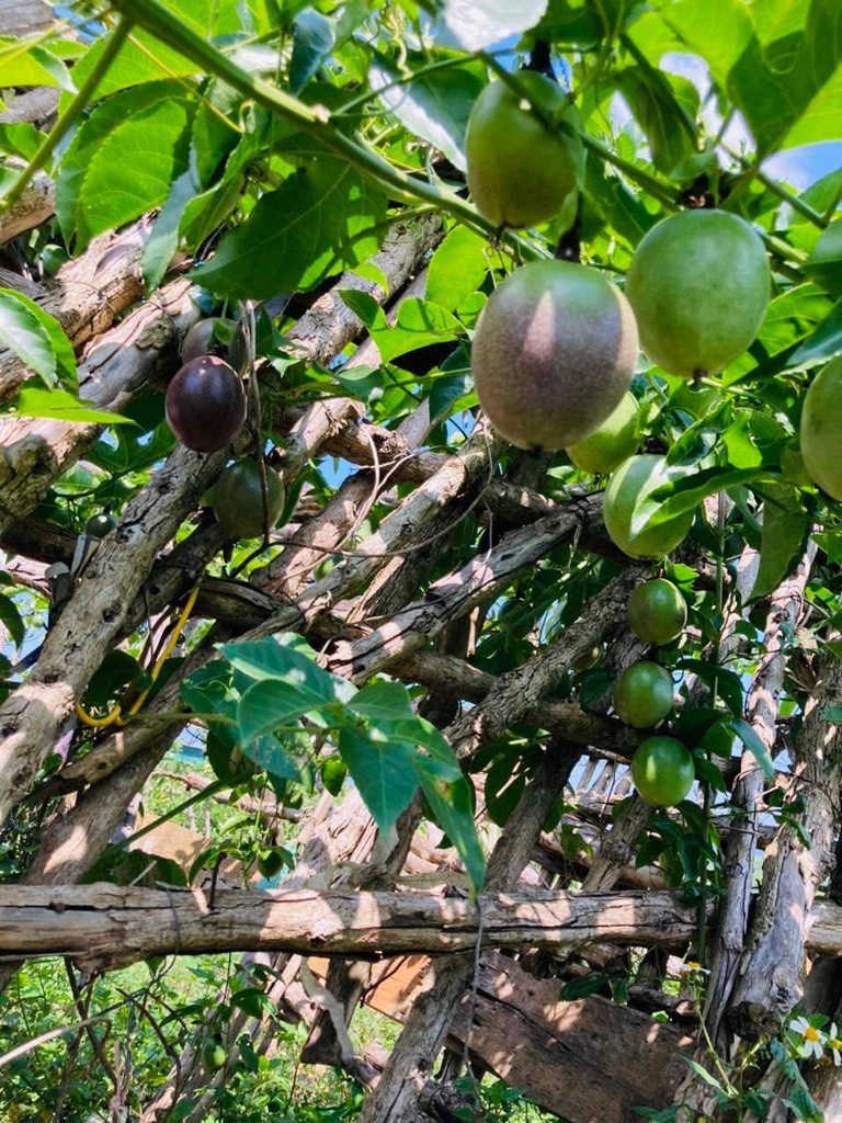 Chanh dây (chanh leo)