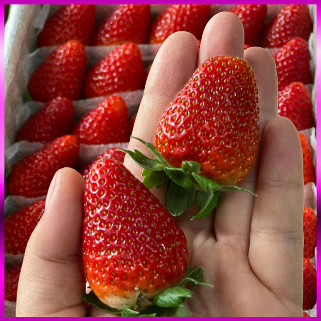 Dâu Montery thuỷ canh Đà Lạt hộp 500g