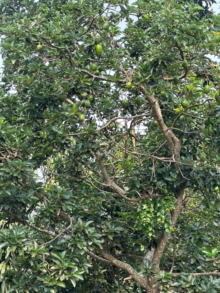 Bơ sáp canh tác an toàn