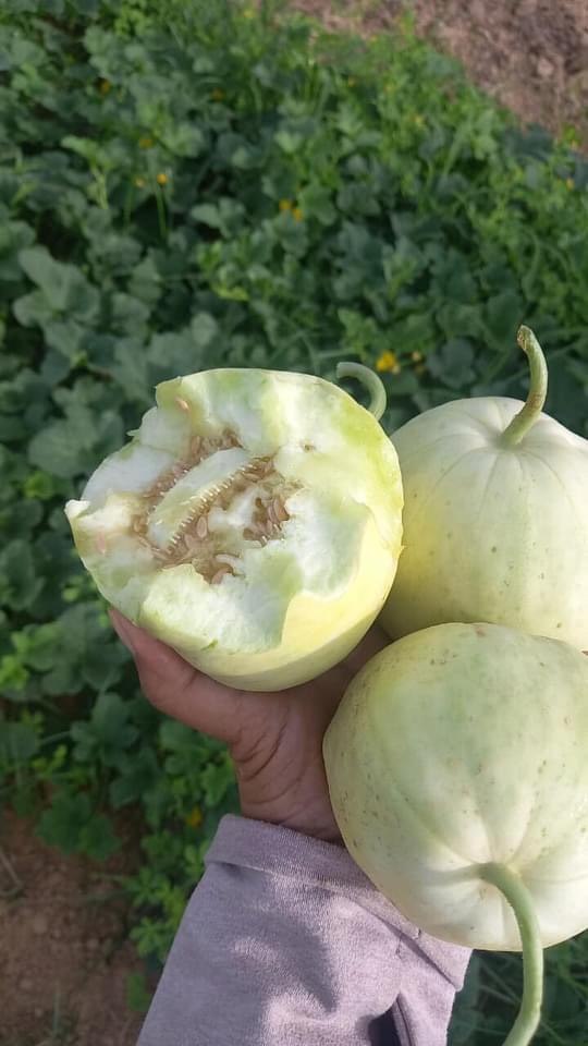 Dưa Lê canh tác thuận tự nhiên