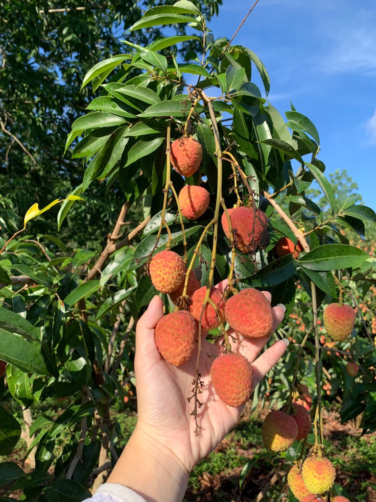 Vải U Hồng Đắk Lắk