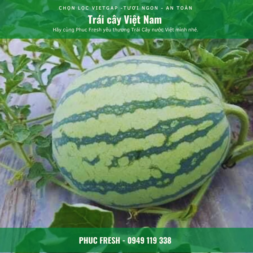 Dưa hấu không hạt Vietgap