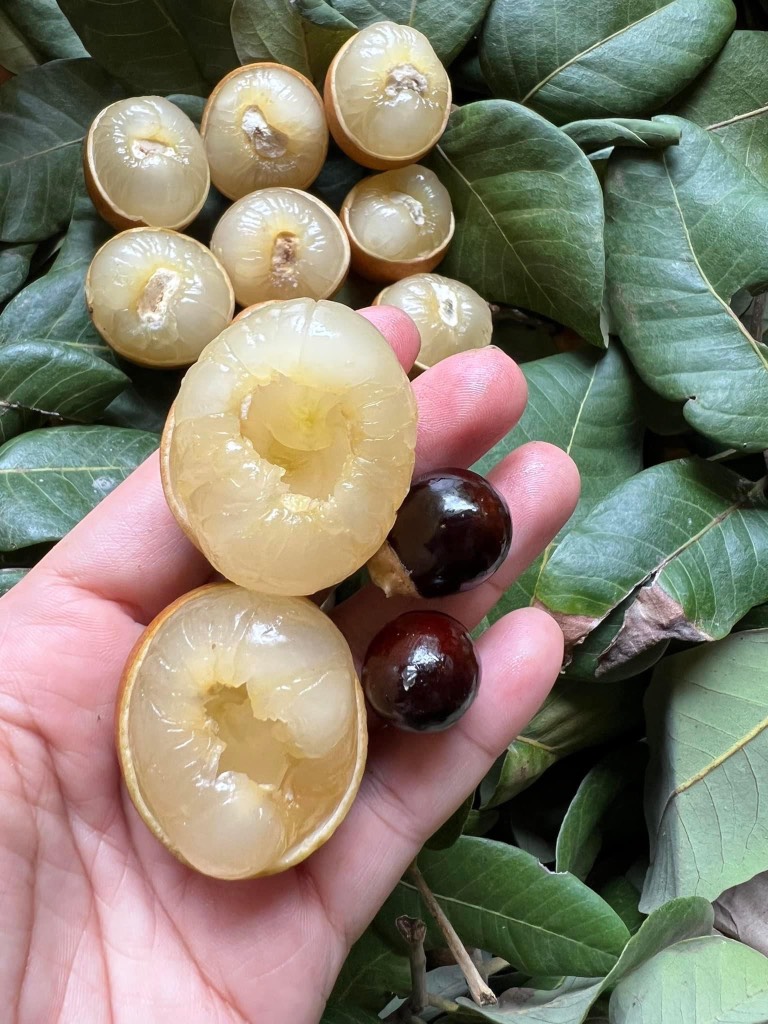 Thanh nhãn (nhãn bắp cải)