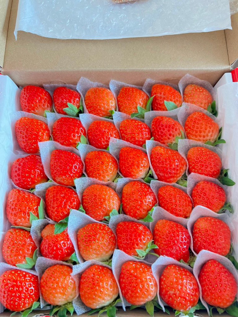 Dâu Tây giống Nhật size C (49 trái) hộp 500gr