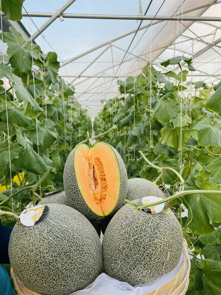 Dưa đế đặc mật Amore Bình An Farm