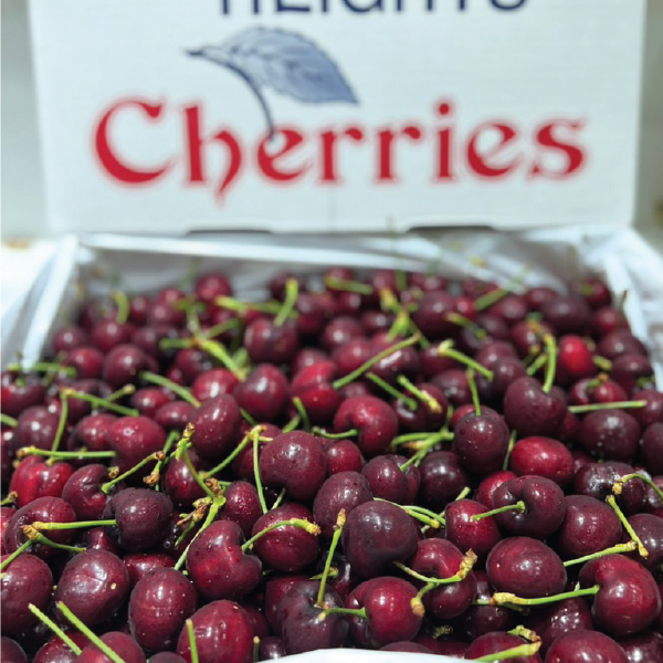 Cherry Chiếc Lá sz9