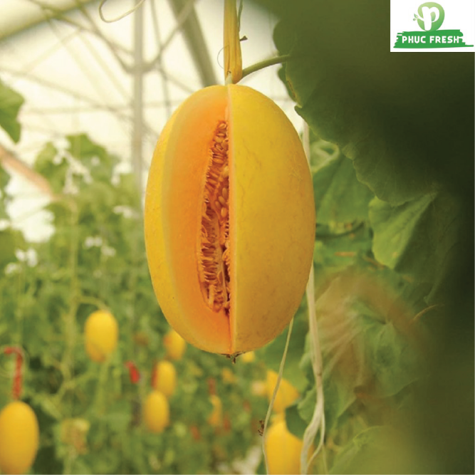 Dưa lưới hoàng kim huỳnh long globalgap (Bình An Farm)