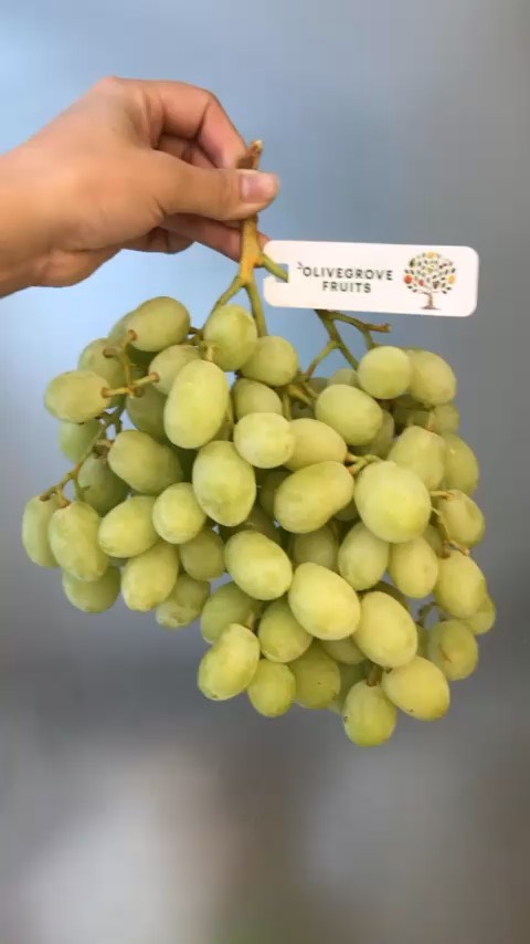 Nho xanh Úc Sweet Globe (Olive)