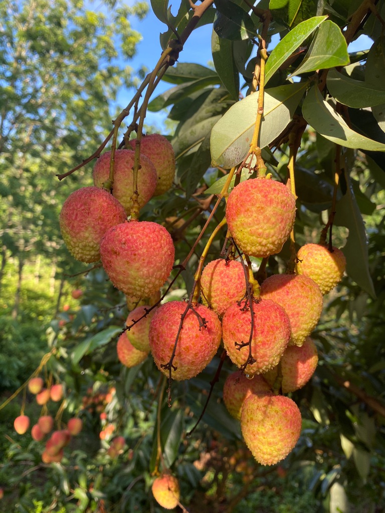 Vải U Hồng Đắk Lắk