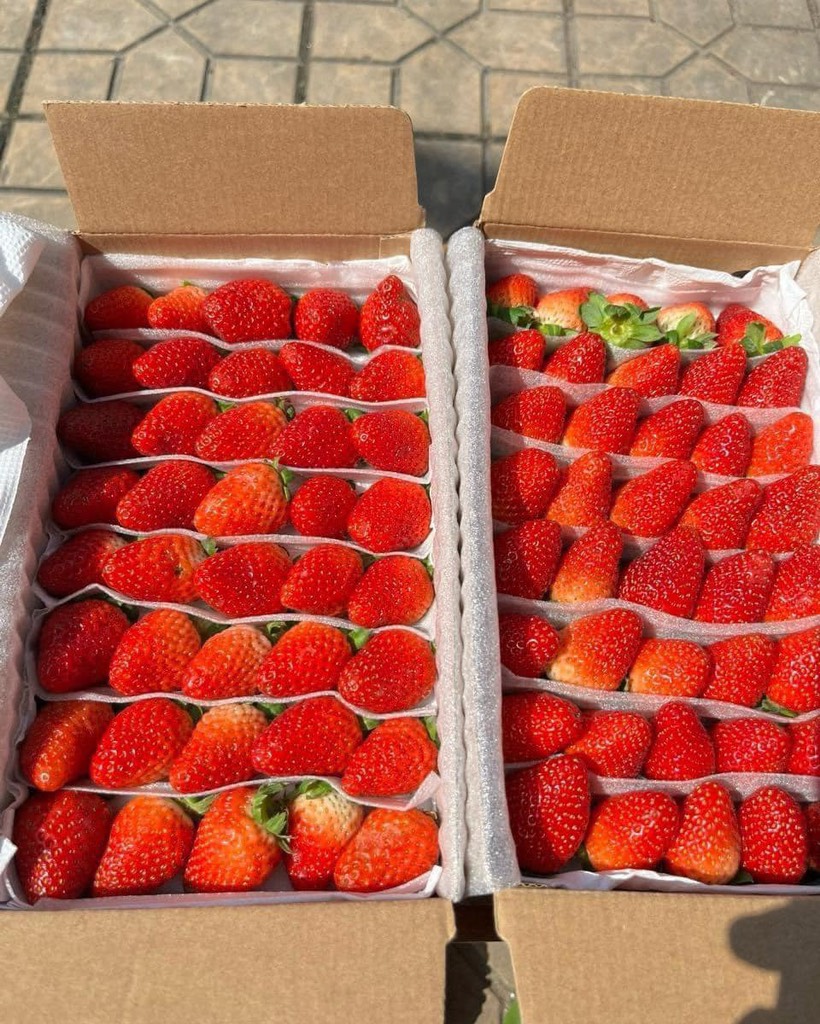 Dâu Montery thuỷ canh Đà Lạt hộp 500g