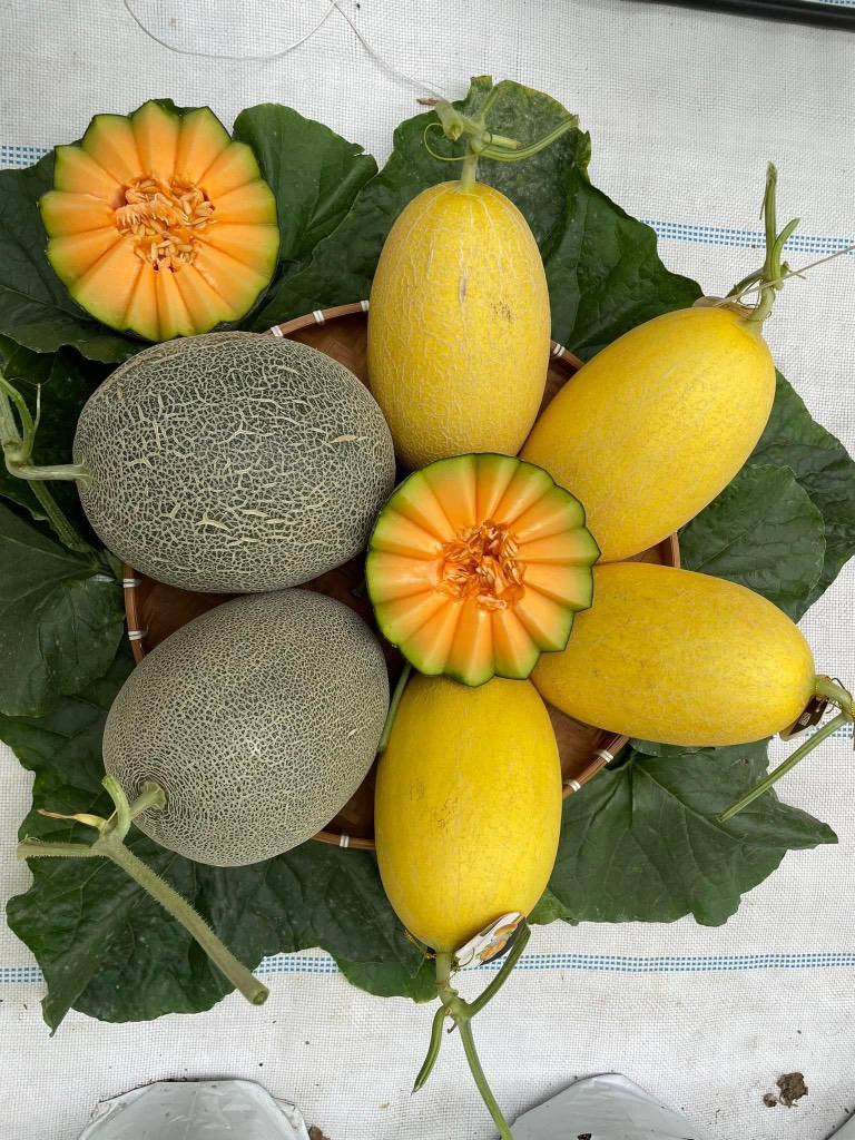 Dưa lưới (dưa Mật) Amore Bình An Farm premium