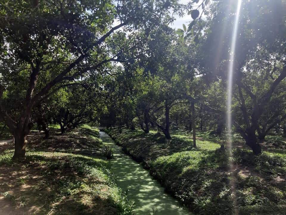 Sapoche da cám loại I Vietgap