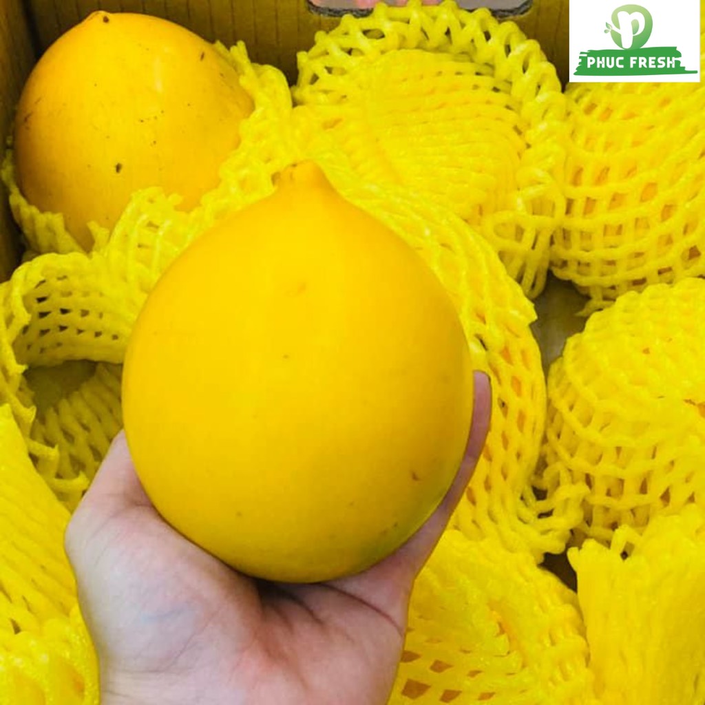 Vú sữa hoàng kim