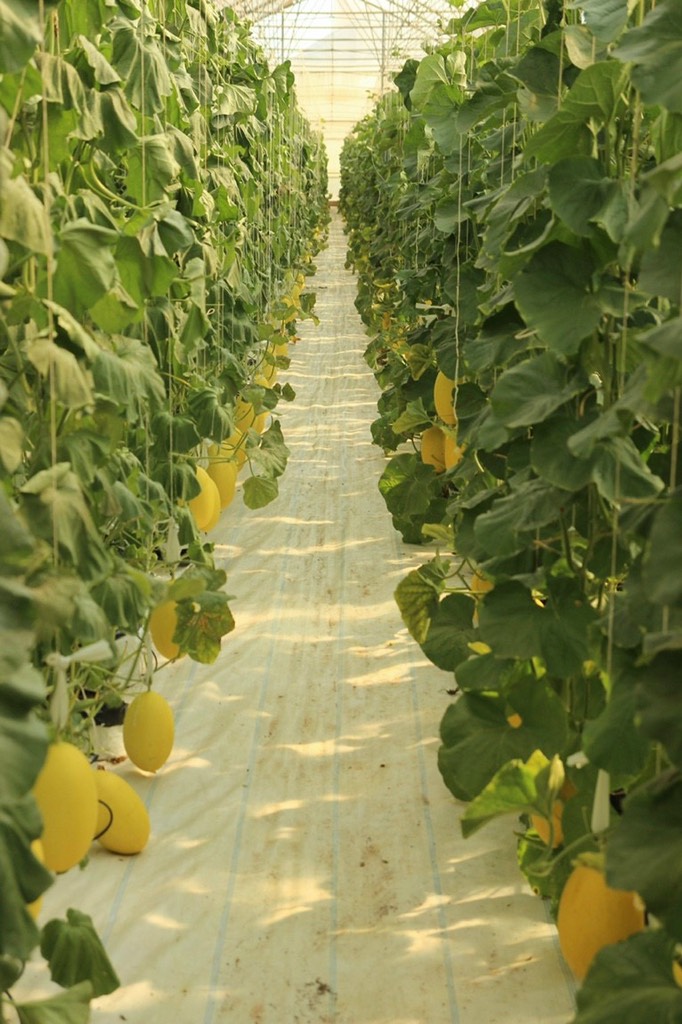 Dưa lưới hoàng kim huỳnh long globalgap (Bình An Farm)