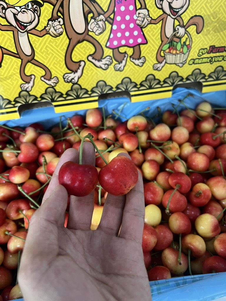 Cherry vàng Mỹ Monkey sz 8.5