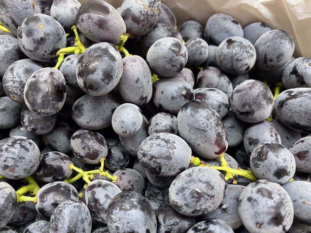 Nho đen Úc Gold Fuji