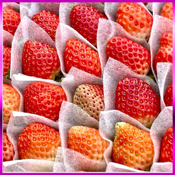 Dâu tây giống Nhật size B (36 trái) 500gr