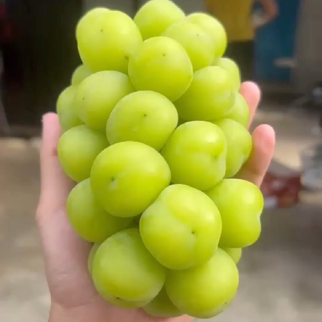 Nho Mẫu Đơn Greenvil Hàn Quốc (hộp 450gr)